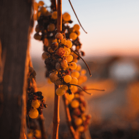 Süßwein