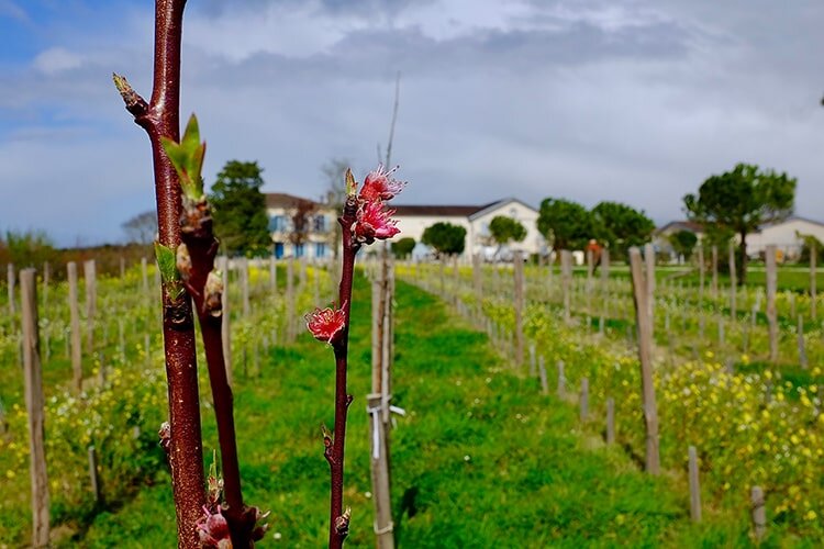 Château Anthonic Weinberg