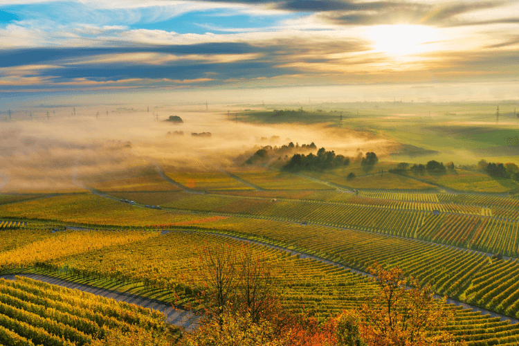 Weingut Christian Hirsch Weinberg 