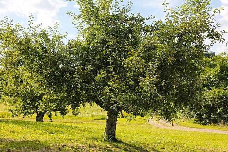 Manufaktur Jörg Geiger Streuobstwiese