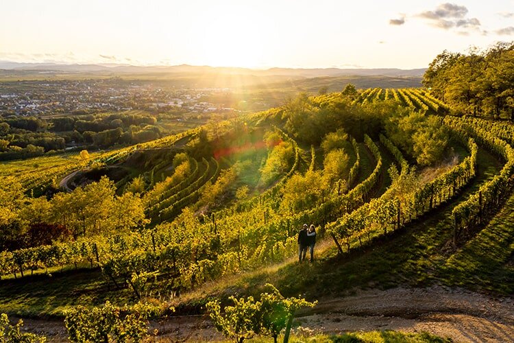 Weingut Jurtschitsch Weinberg Heiligenstein