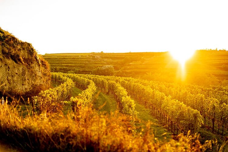 Weingut Jurtschitsch Weinberg Weingarten