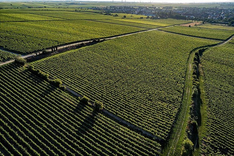 Weingut Knipser Weinberg