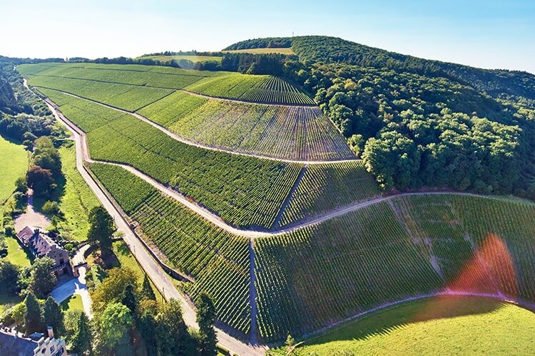 Weingut Maximin Grünhaus Weinberg 
