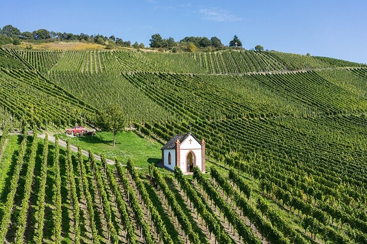 Weingut Martin Schömann Weinberg